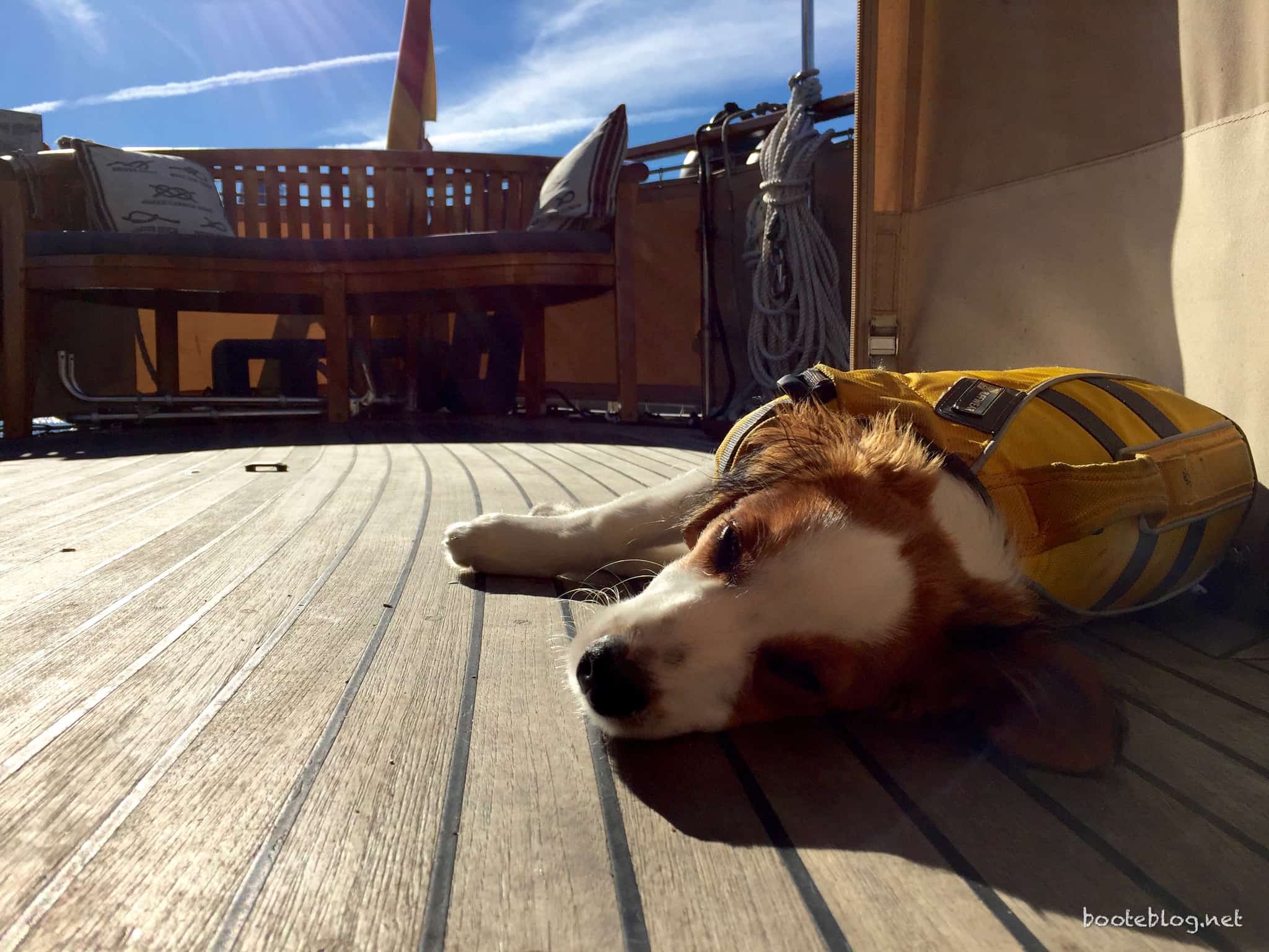 Ole genießt die Sonne auf dem Achterdeck.