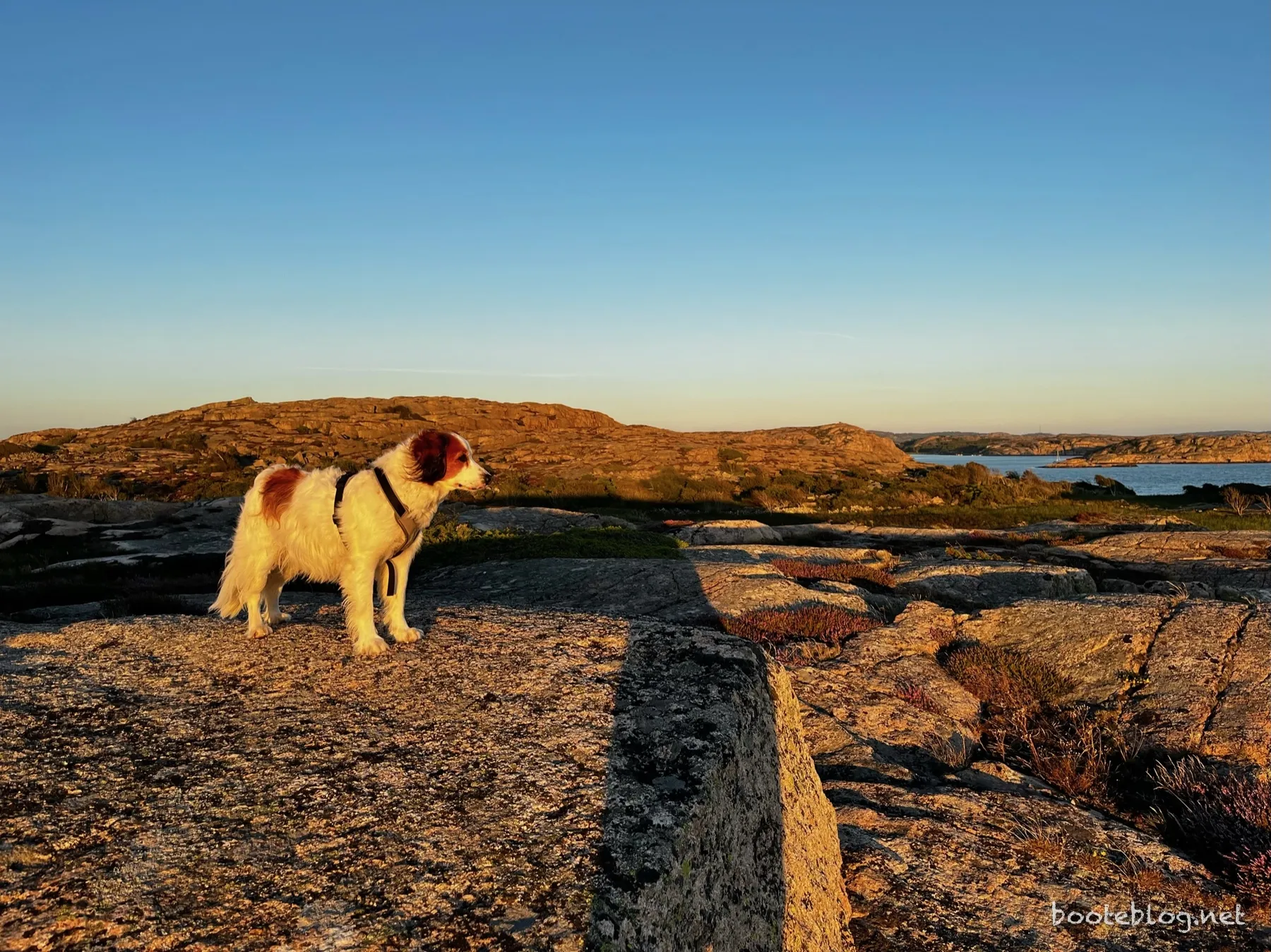 Bordhund Ole steht auf den glatten Granitfelsen von Ulön und blickt über die Schärenlandschaft ins Abendlicht, im Hintergrund Wasser und felsige Inseln unter klarem Himmel.